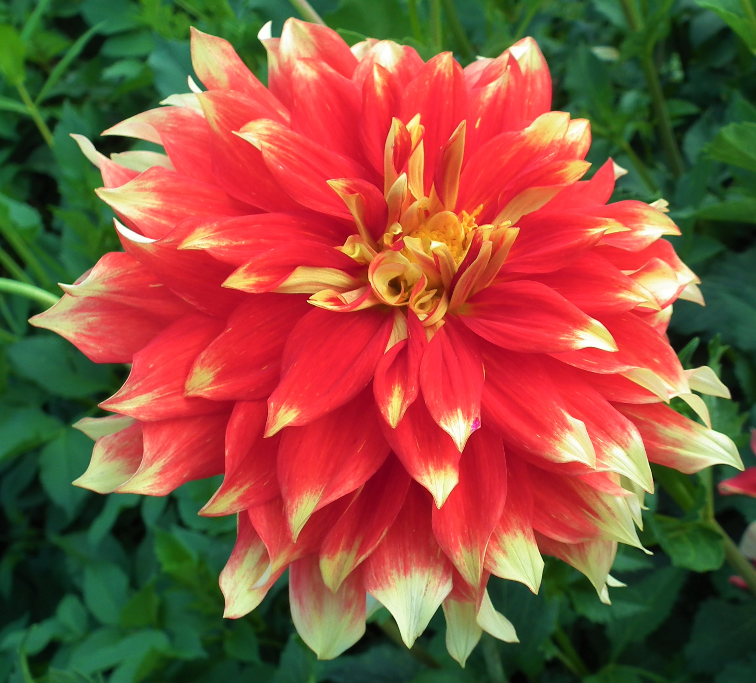 Dahlia Bodacious